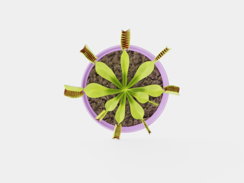 Dionaea muscipula 3D Model