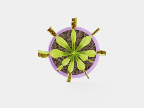 Dionaea muscipula 3D Model