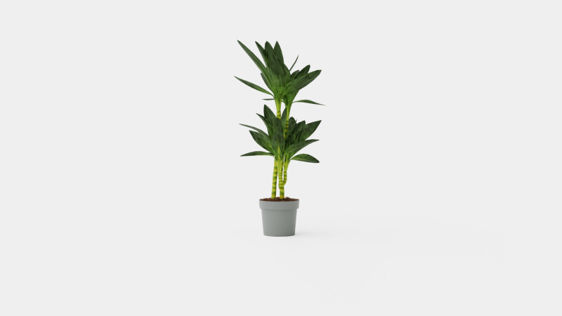 Dracaena Janet Lind 3D 模型 .c4d .max .obj .3ds .fbx .stl .blend 