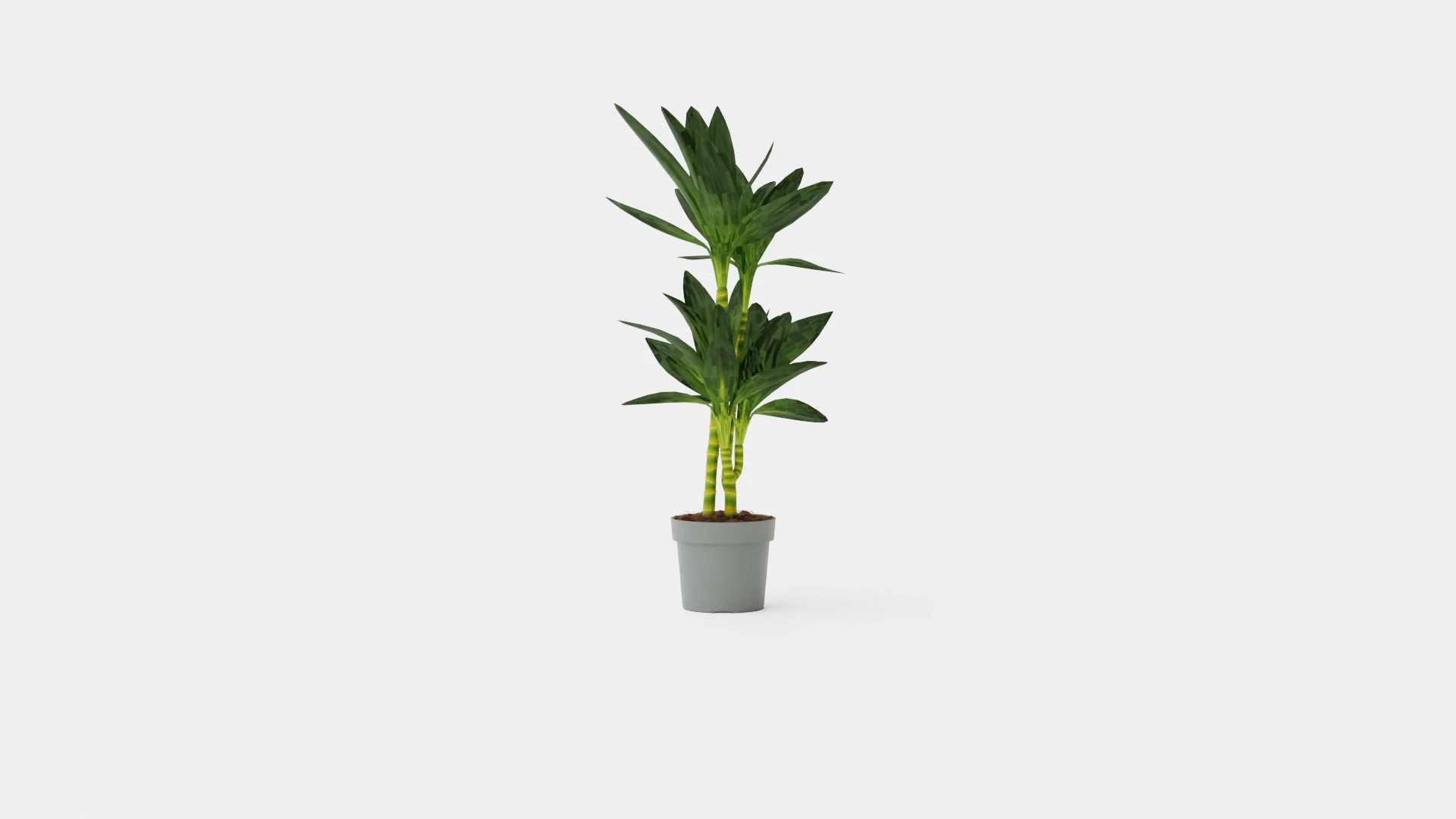 Dracaena Janet Lind 3D Model .c4d .max .obj .3ds .fbx .stl .blend 