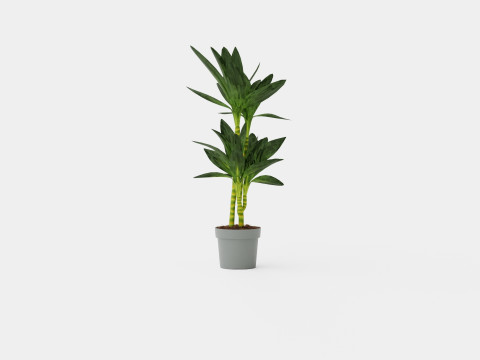 Dracaena Janet Lind 3D Model