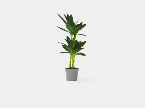 Dracaena Janet Lind 3D Model