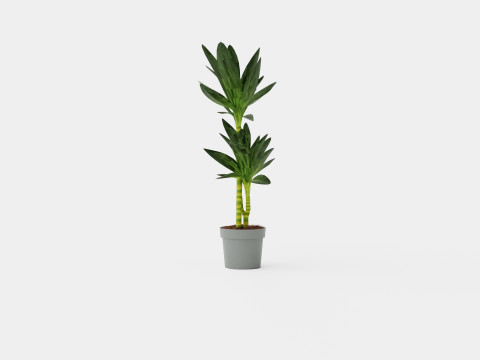 Dracaena Janet Lind 3D 模型