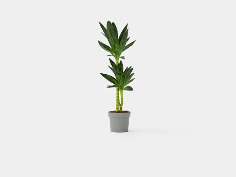 Dracaena Janet Lind 3D Model