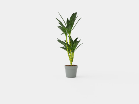 Dracaena Janet Lind 3D 模型
