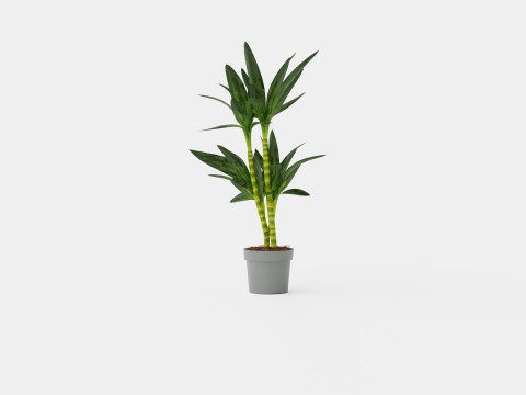 Dracaena Janet Lind 3D 模型