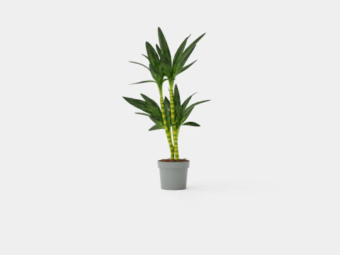 Dracaena Janet Lind 3D Model