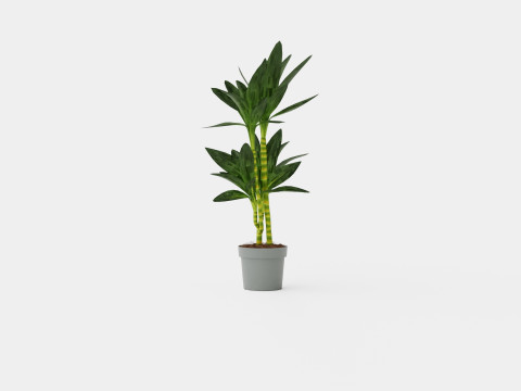 Dracaena Janet Lind 3D 模型
