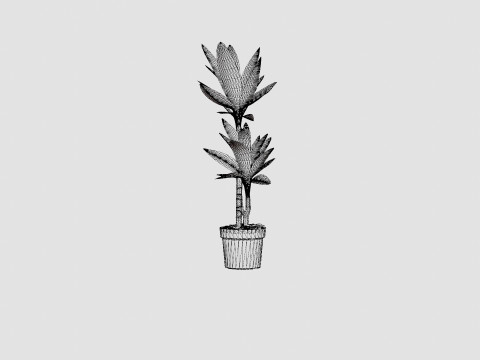 Dracaena Janet Lind 3D 模型
