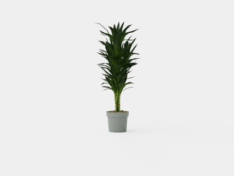Dracaena Janet Lind 3D Model
