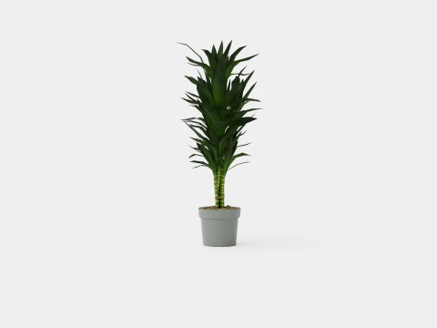 Dracaena Janet Lind Model 3D