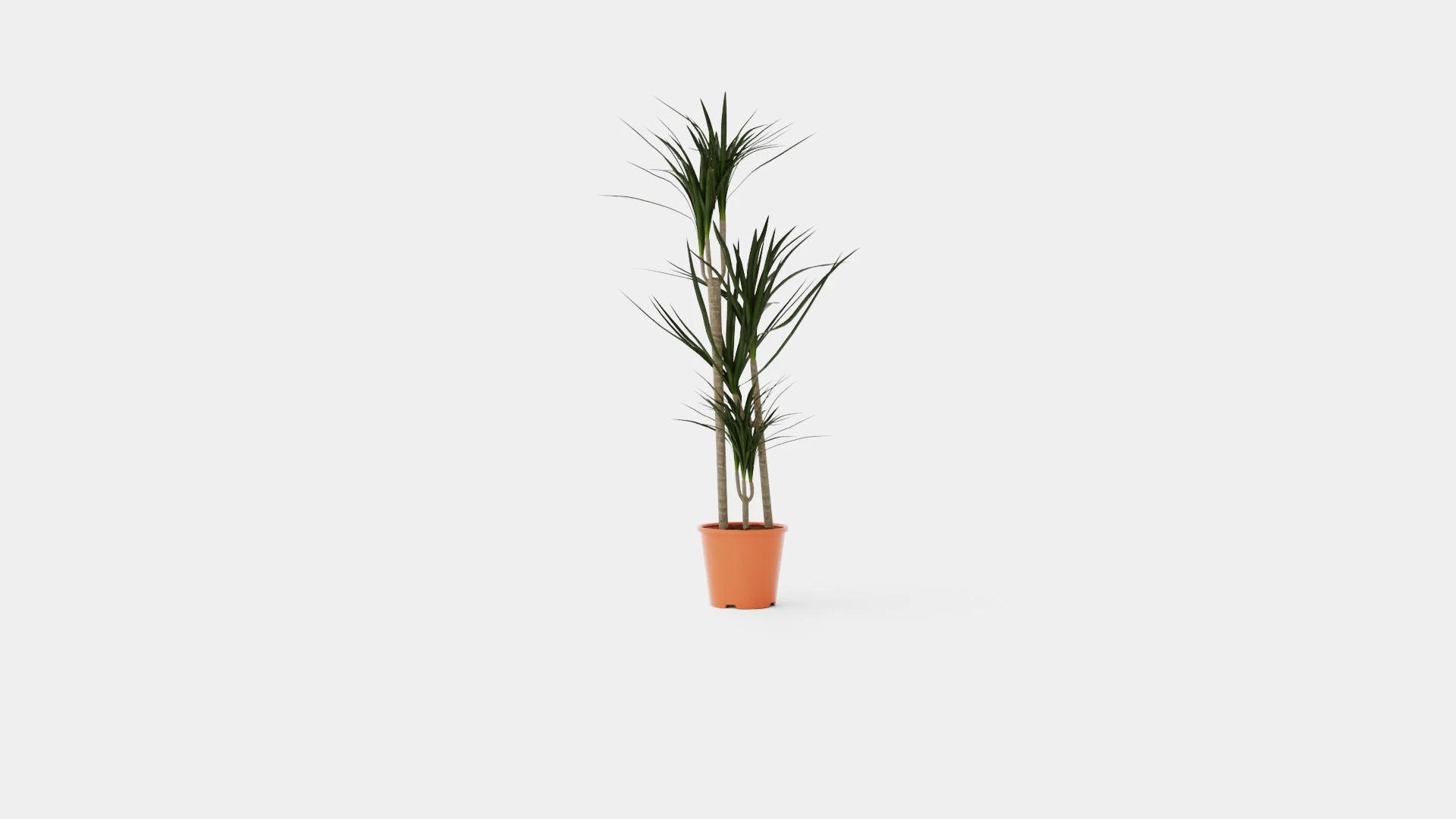 Dracaena marg 3 stem 3D Model .c4d .max .obj .3ds .fbx .stl .blend 