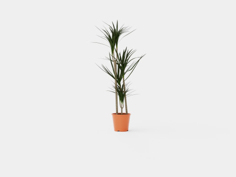 Dracaena marg 3 stem 3D Model