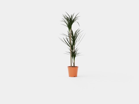 Dracaena marg 3 stem Modello 3D