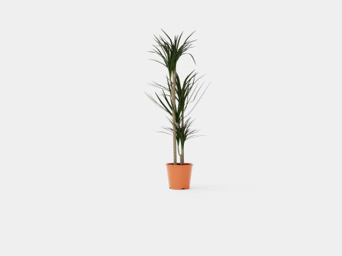Dracaena marg 3 stem 3D Model