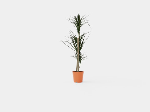 Dracaena marg 3 stem Modello 3D