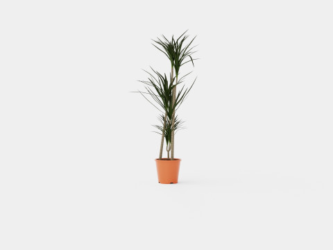 Dracaena marg 3 stem Modello 3D