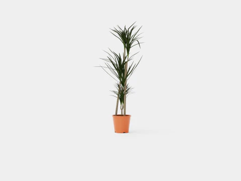 Dracaena marg 3 stem 3D Model