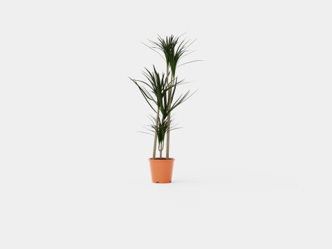 Dracaena marg 3 stem Modello 3D