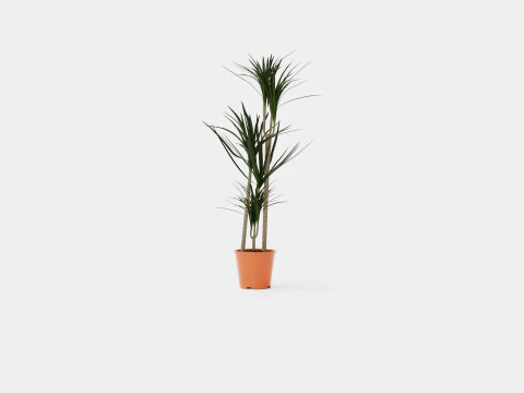 Dracaena marg 3 stem 3D Model