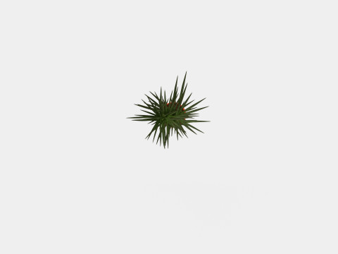 Dracaena marg 3 stem Modello 3D