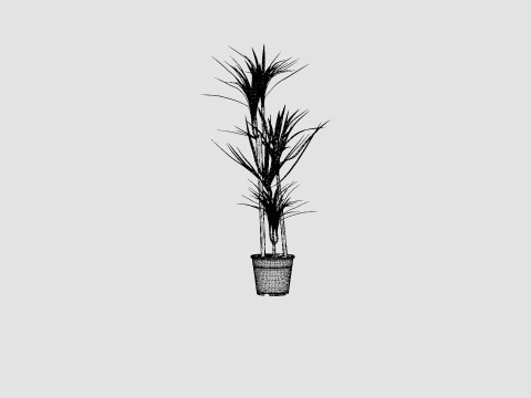 Dracaena marg 3 stem Modello 3D