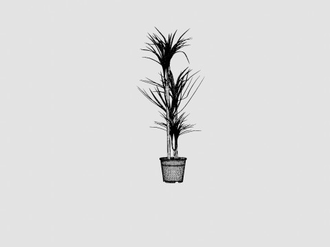 Dracaena marg 3 stem Modello 3D