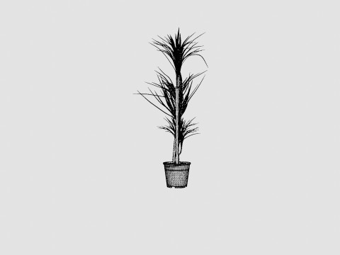 Dracaena marg 3 stem Modello 3D