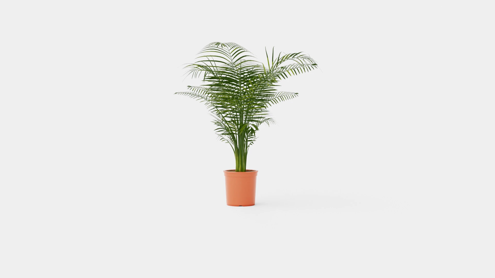 Dypsis lutescens 3D Model .c4d .max .obj .3ds .fbx .stl .blend 