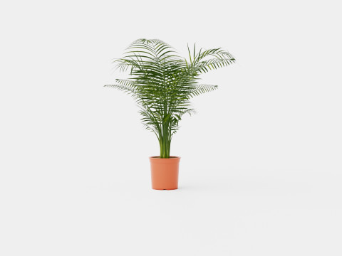 Dypsis lutescens 3D Model