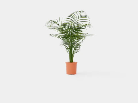 Dypsis lutescens 3D Model