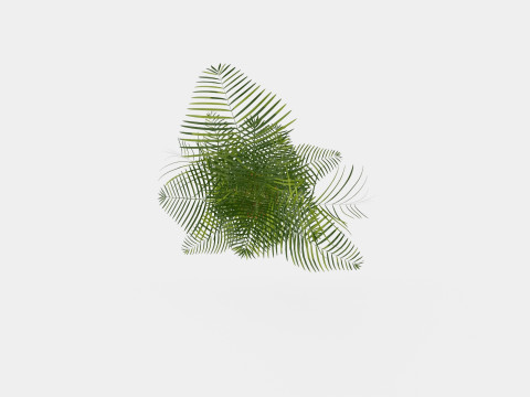 Dypsis lutescens Model 3D