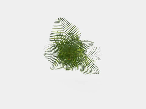 Dypsis lutescens 3D Model