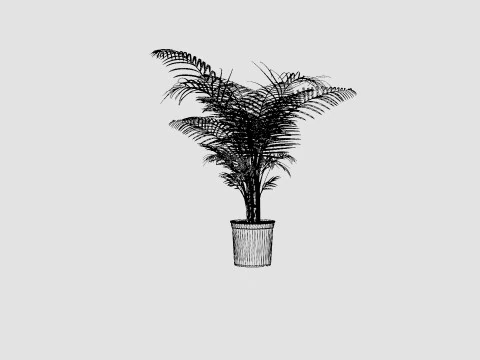 Dypsis lutescens 3D Model