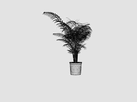 Dypsis lutescens 3D Model