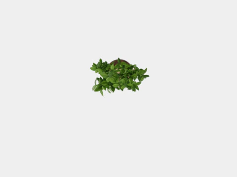 Ficus carica stem 3D Model