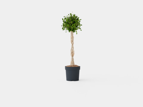 Ficus lyrate 3D Model
