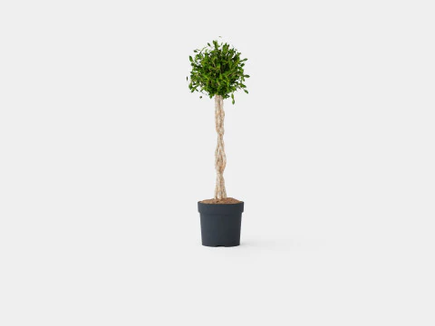 Ficus lyrate 3D Model