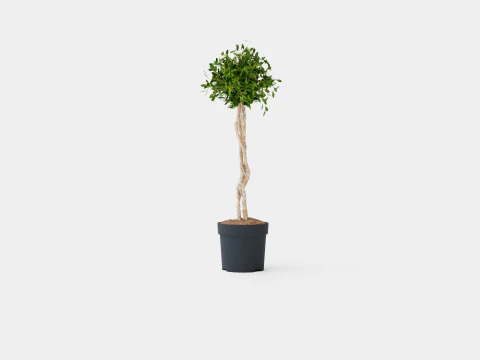Ficus lyrate 3D Model