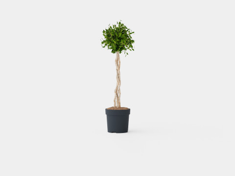 Ficus lyrate Modello 3D