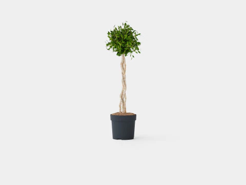 Ficus lyrate 3D Model