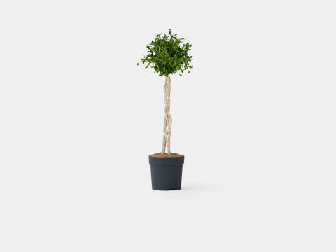 Ficus lyrate 3D Model
