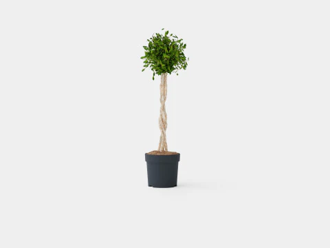 Ficus lyrate 3D Model