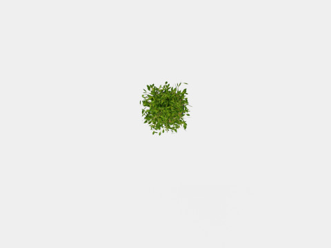 Ficus lyrate Modello 3D