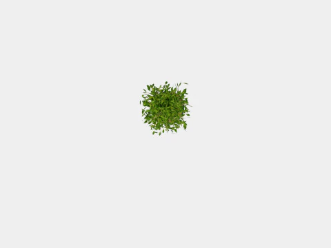 Ficus lyrate 3D Model