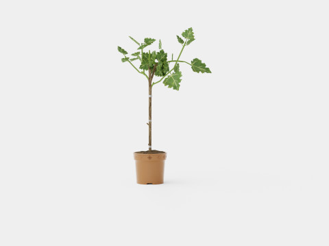 Ficus Microcarpa Ginseng S type 3D Model