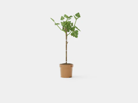 Ficus Microcarpa Ginseng S type 3D Model