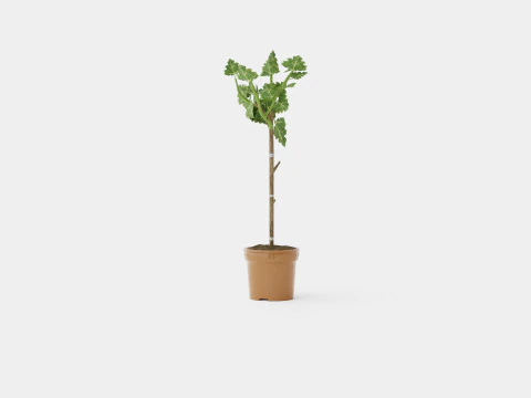 Ficus Microcarpa Ginseng S type 3D Model