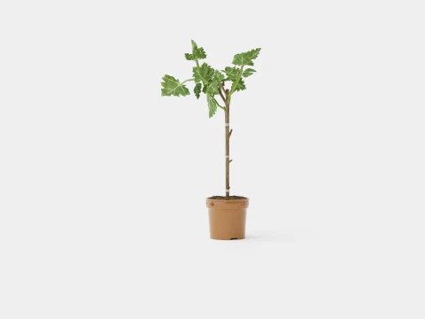 Ficus Microcarpa Ginseng S type 3D Model