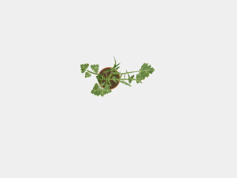 Ficus Microcarpa Ginseng S type 3D Model